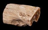 Polished Petrified Wood Limb - Madagascar #30264-1